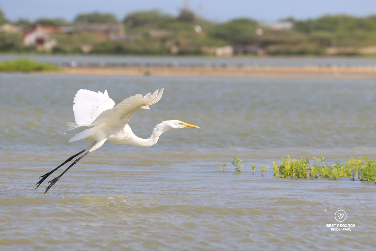 Great egret taking off on a lagoon.