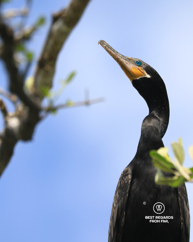 Neotropic cormorant with its blue eye.