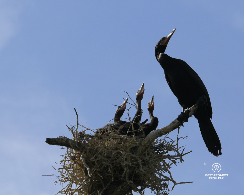 Neotropic cormorant chicks in a nest in SFF Los Flamencos in Colombia.