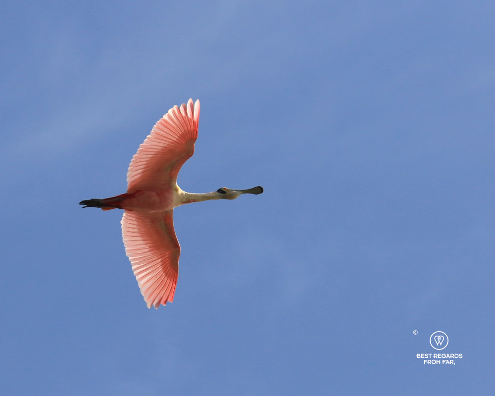 Roseate Spoonbill.