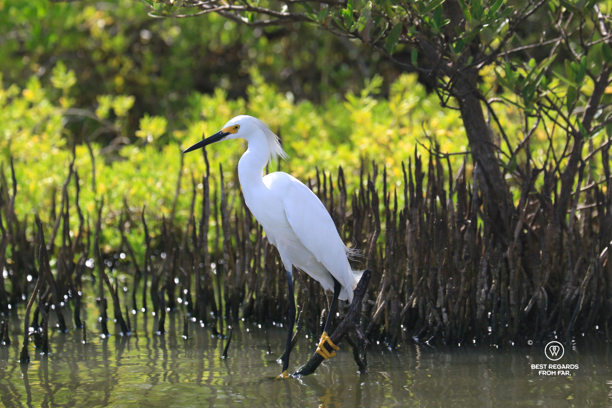 Snowy egret by pneumatophores of mangrove.