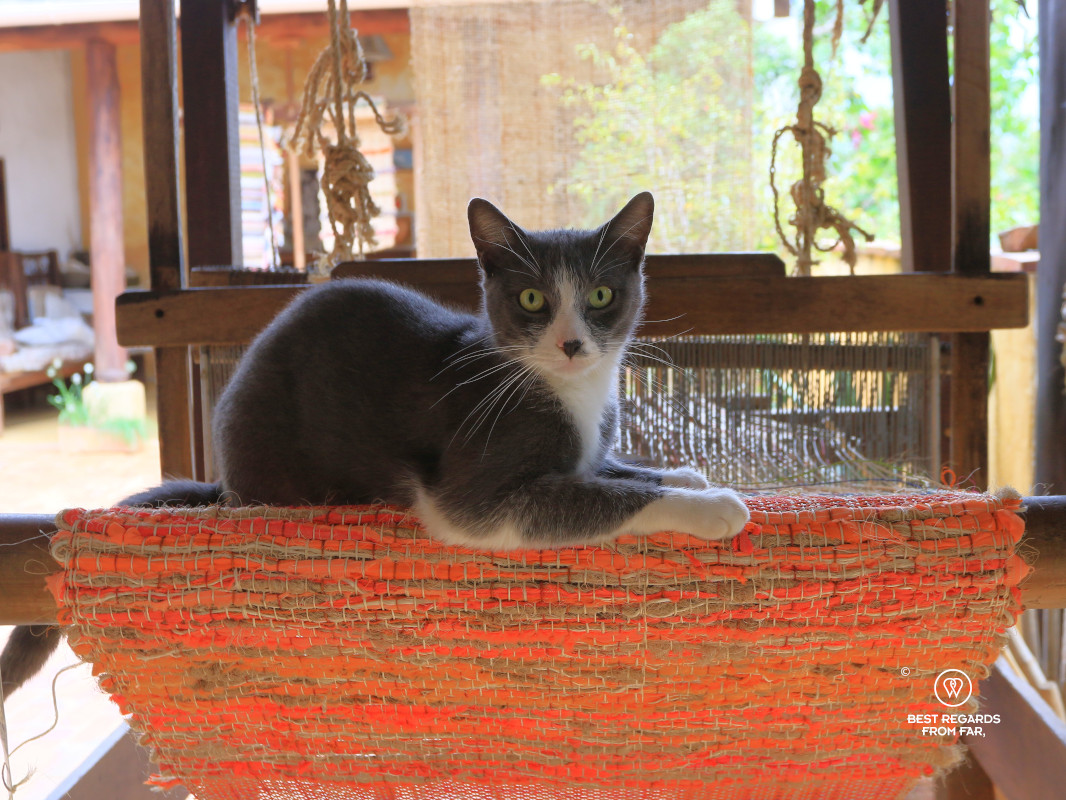 A grey and white cat of a weaving loom in Barichara.