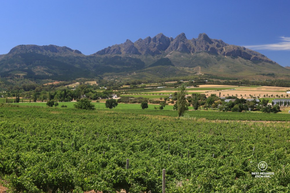 View on the Hawequa Moutains with vineyards in the foreground from Val du Charron wine estate in Wellington.