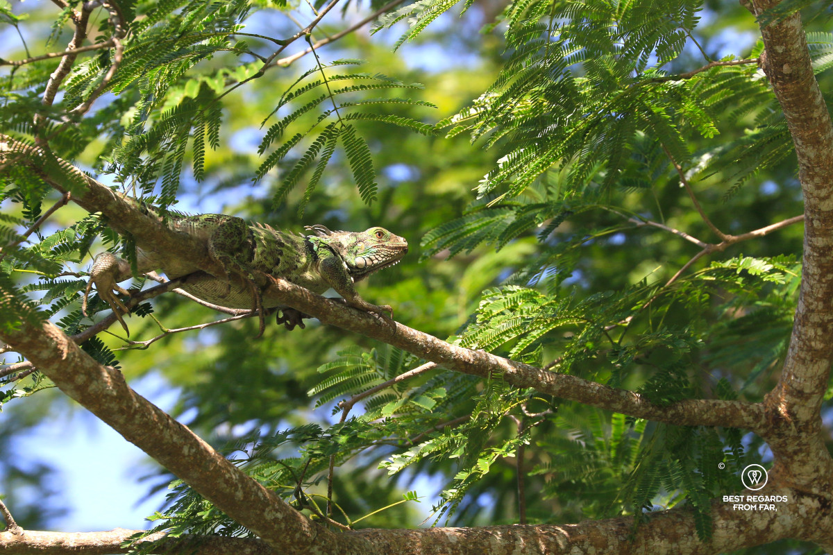 Iguana on a branch.