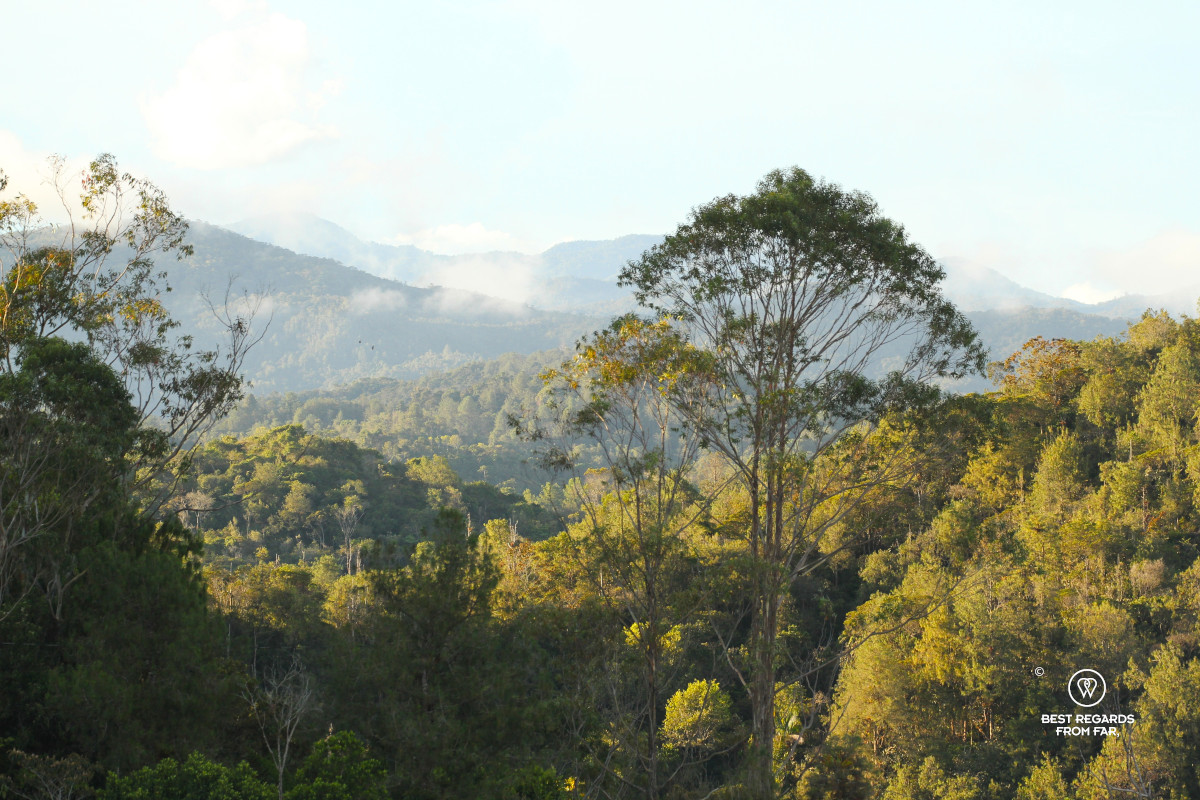 View from Bosko on the forested mountains.