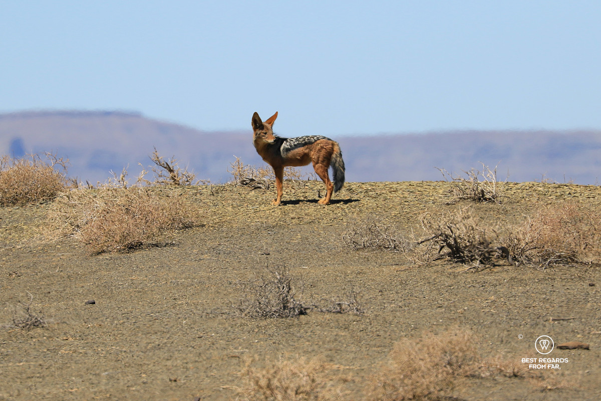 Blacked-backed jackal on a ridgeline with mountains in the background.