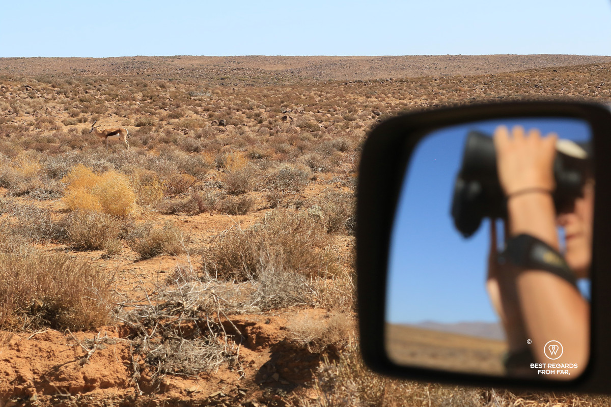 Springbok in the wild observed from the car with the reflection of someone looking through binoculars in the mirror.