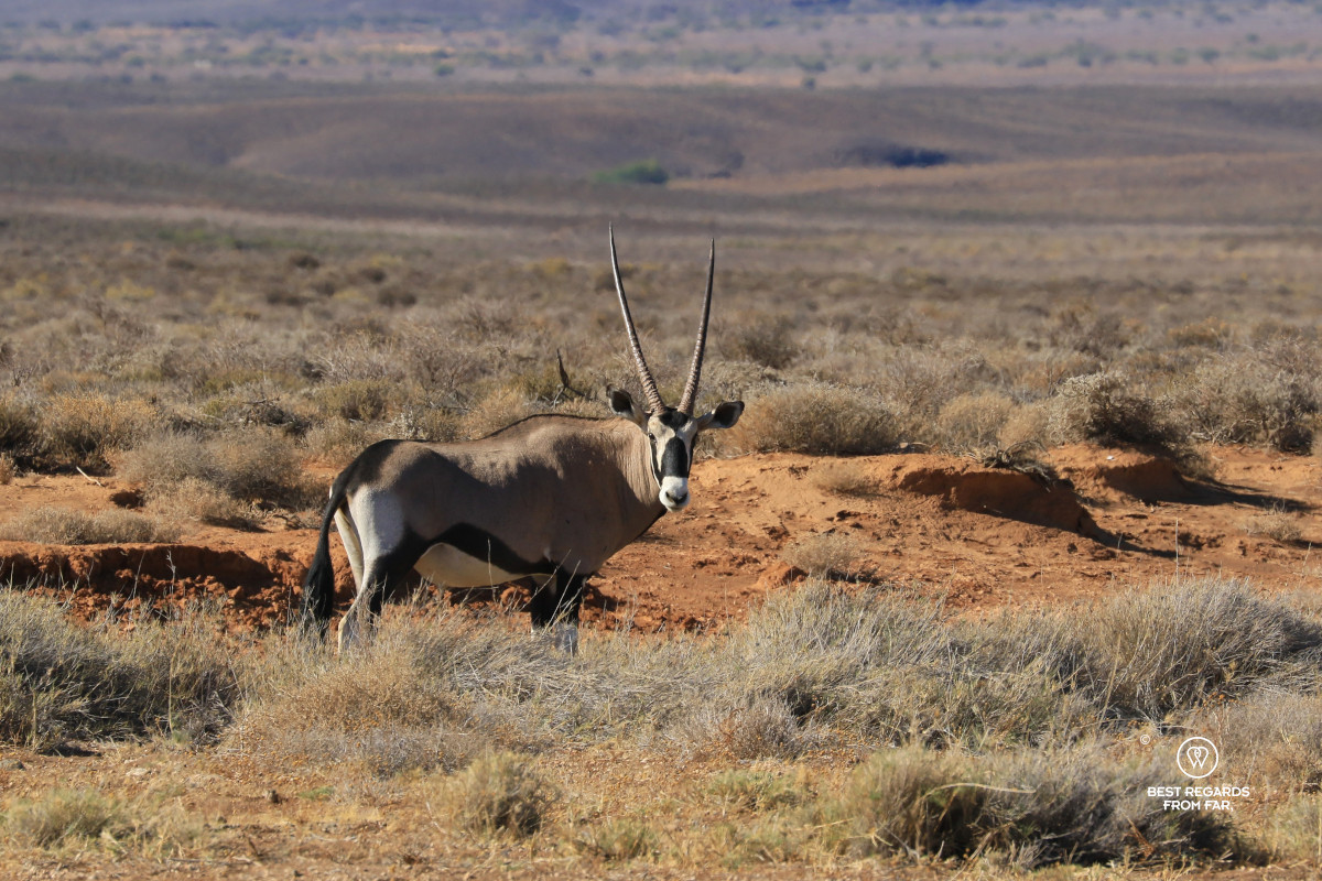 Close-up of an oryx antelope in the Karoo, South Africa.