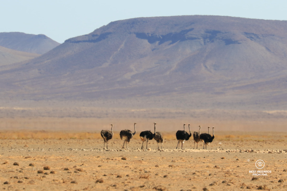 9 ostriches in the semi-arid landscape of the Karoo.