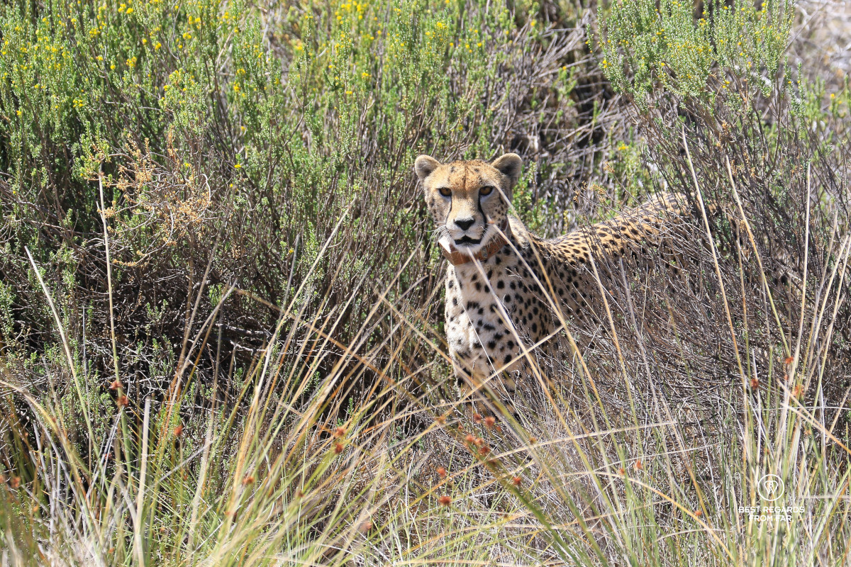 Cheetah in the bushes in the wild.
