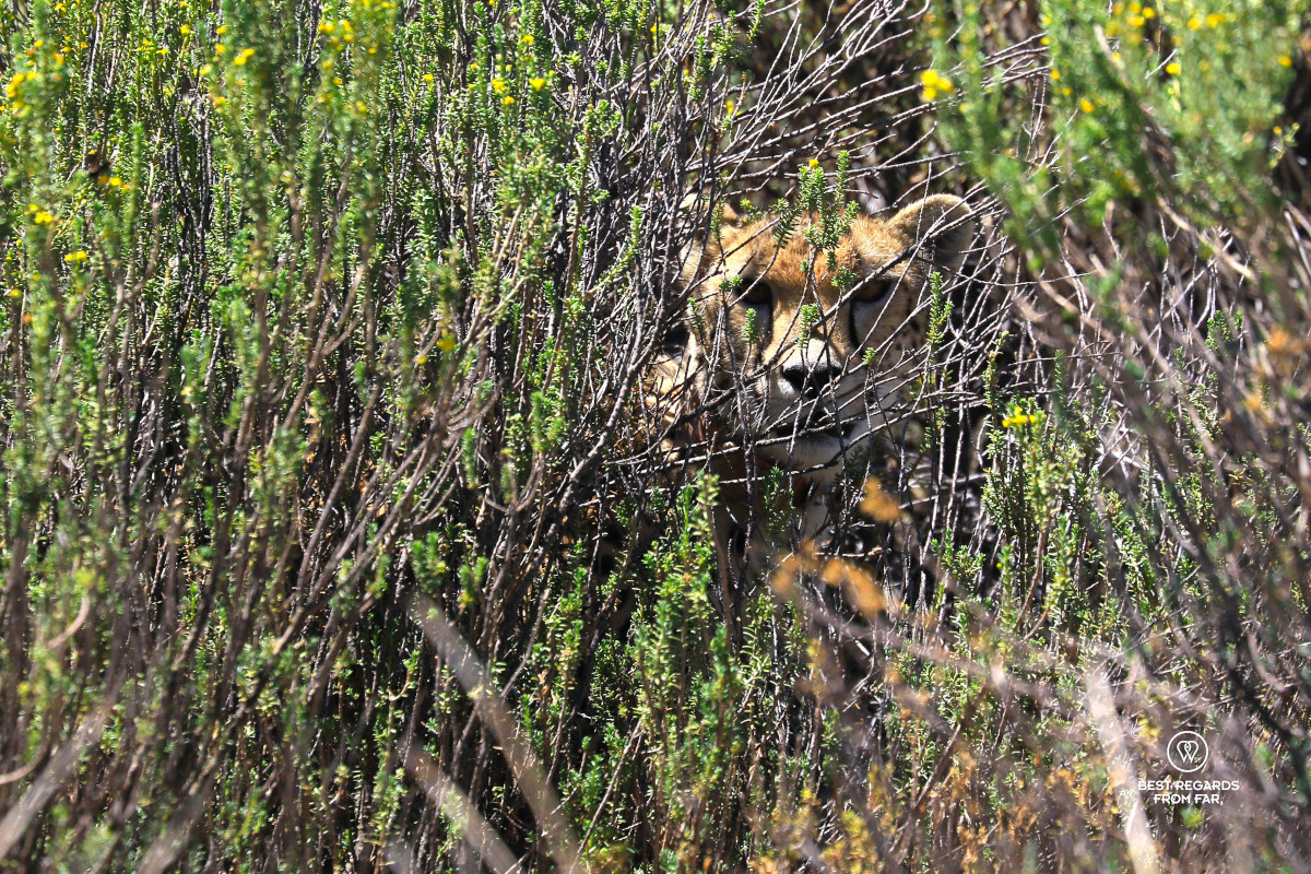 Portrait of a cheetah in the bushes.