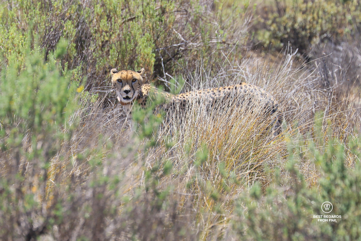 Cheetah in the bushes in the wild.