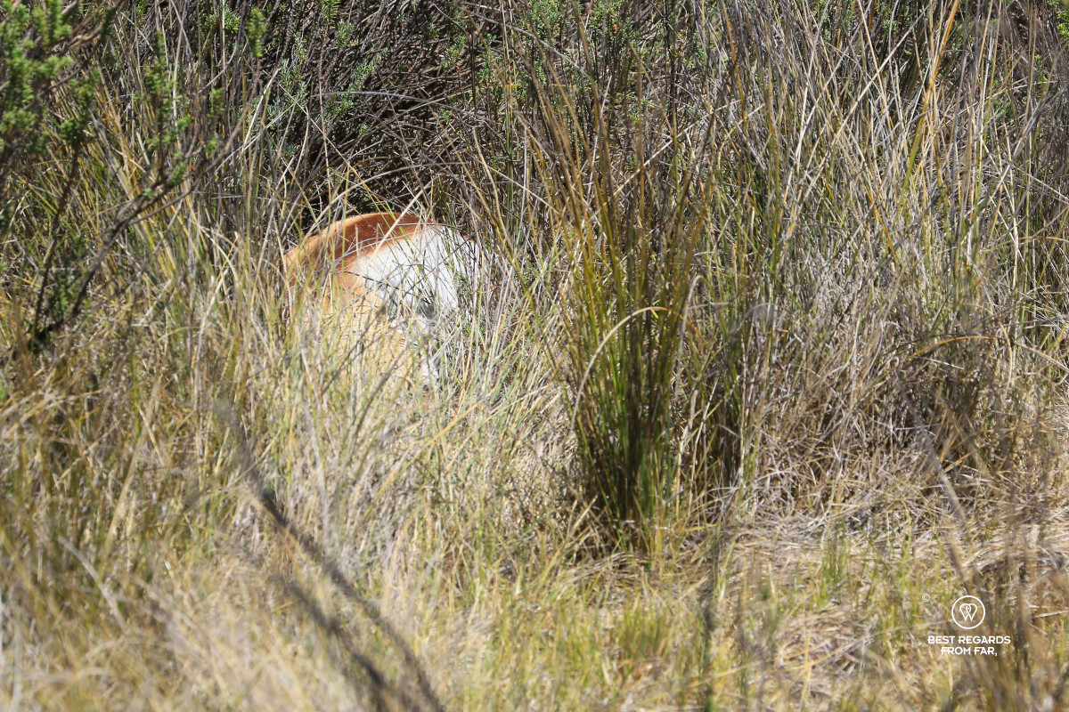 A springbok that has just been killed by the cheetah.