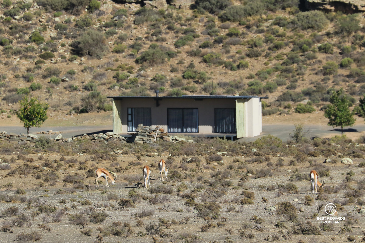 Springboks by a cottage at Rogge Cloof.