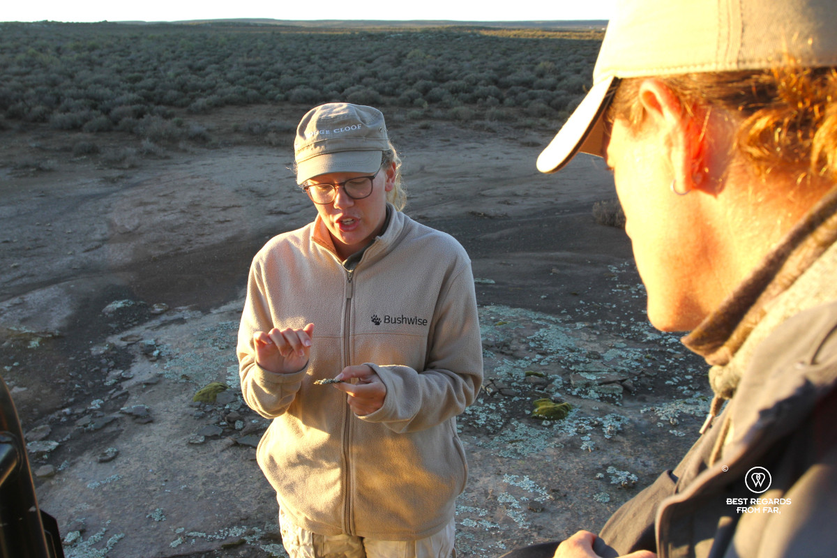 A field guide at Rogge Cloof explaining about flora during a sunrise game drive in the Karoo.