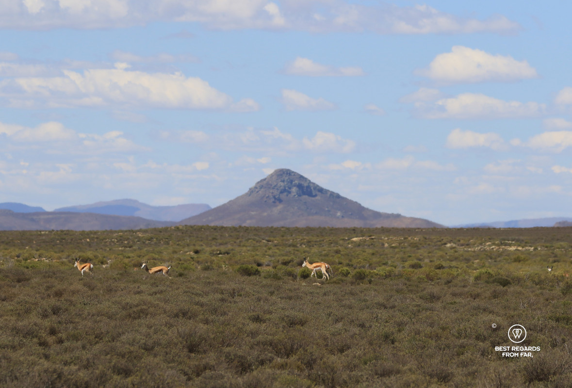 The Sanpeterskop Volcano in the Karoo with springboks in the foreground.