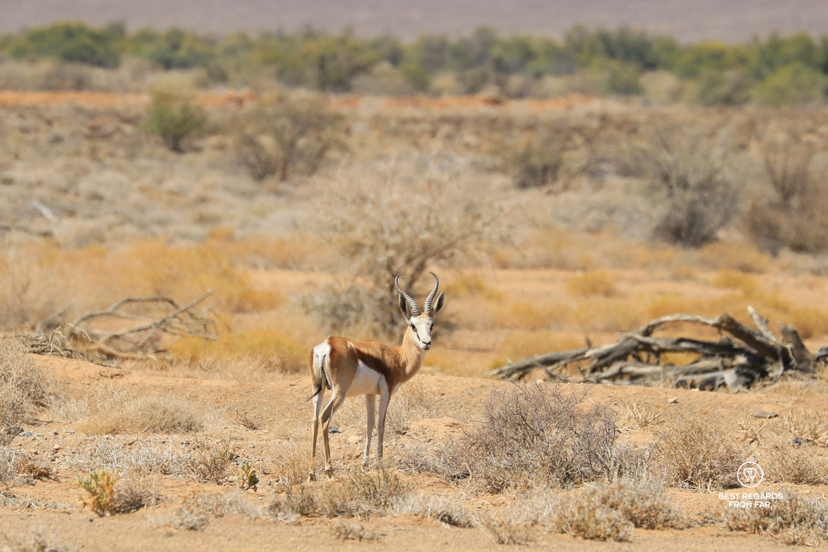 Close-up of a springbok in a semi-arid wild landscape.