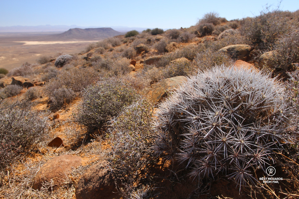 Vegetation of the semi-arid Karoo, South Africa.