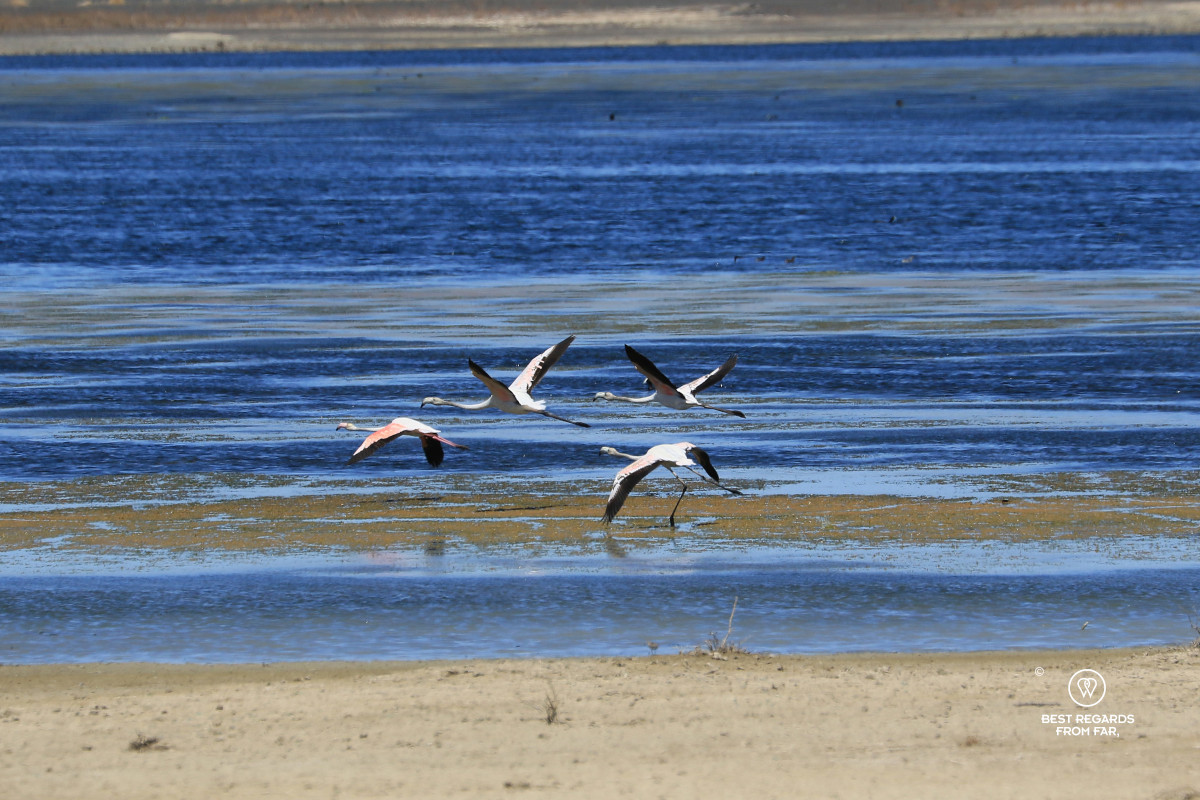 4 flamingos in flight at the Oudebaaskraal dam in the Karoo, South Africa.