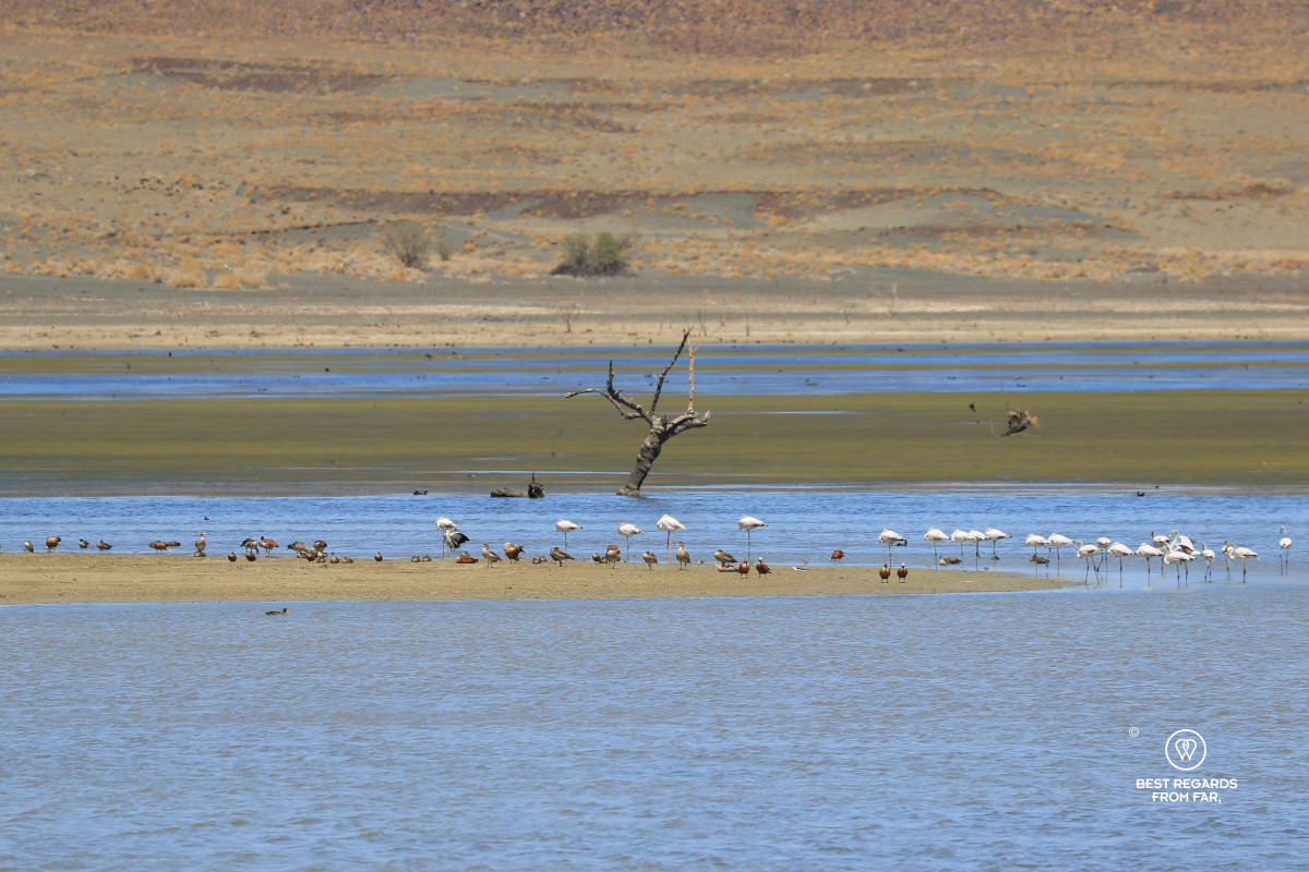 Flamingos and other waterbirds at rest at the Oudebaaskraal dam of the Tankwa Karoo, South Africa.