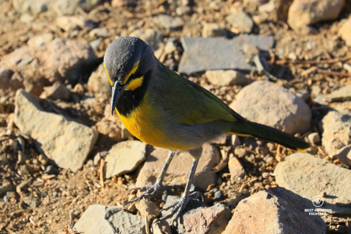 Yellow and grey bird in the Karoo on rocks.