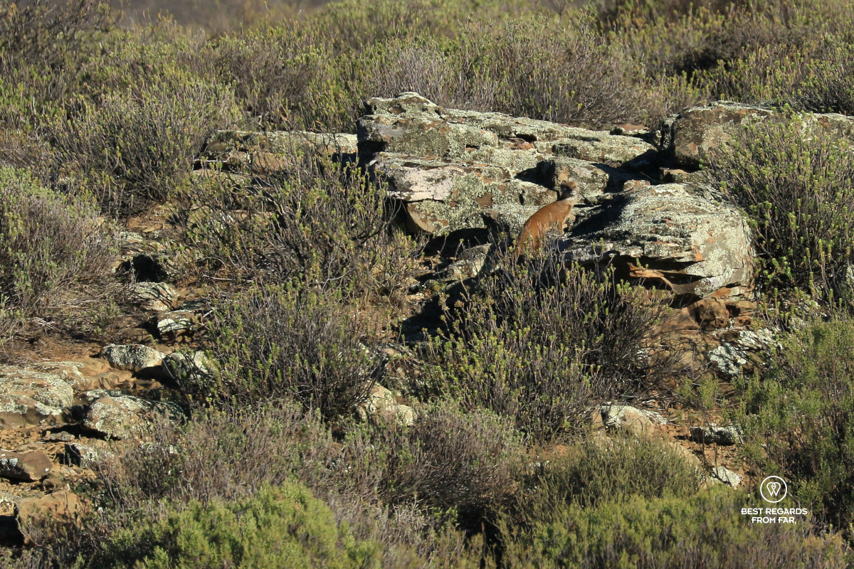 Mongoose in the wild.