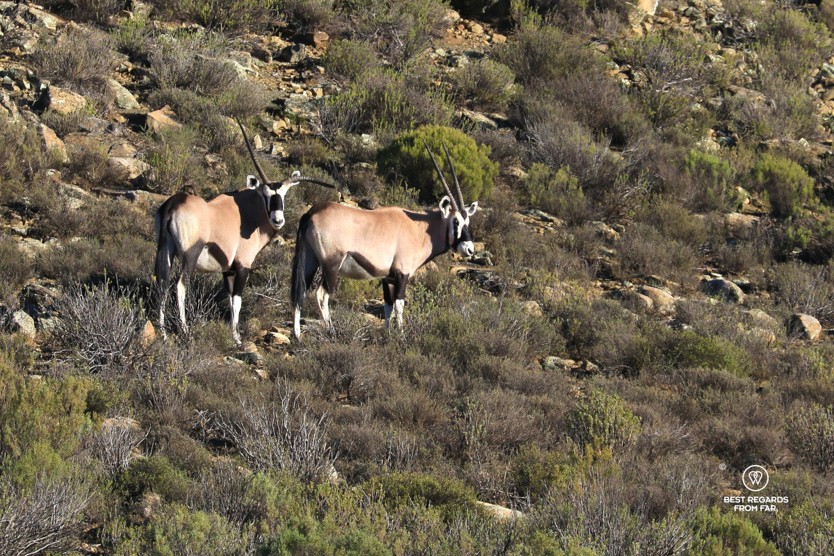 Oryx in the wild.