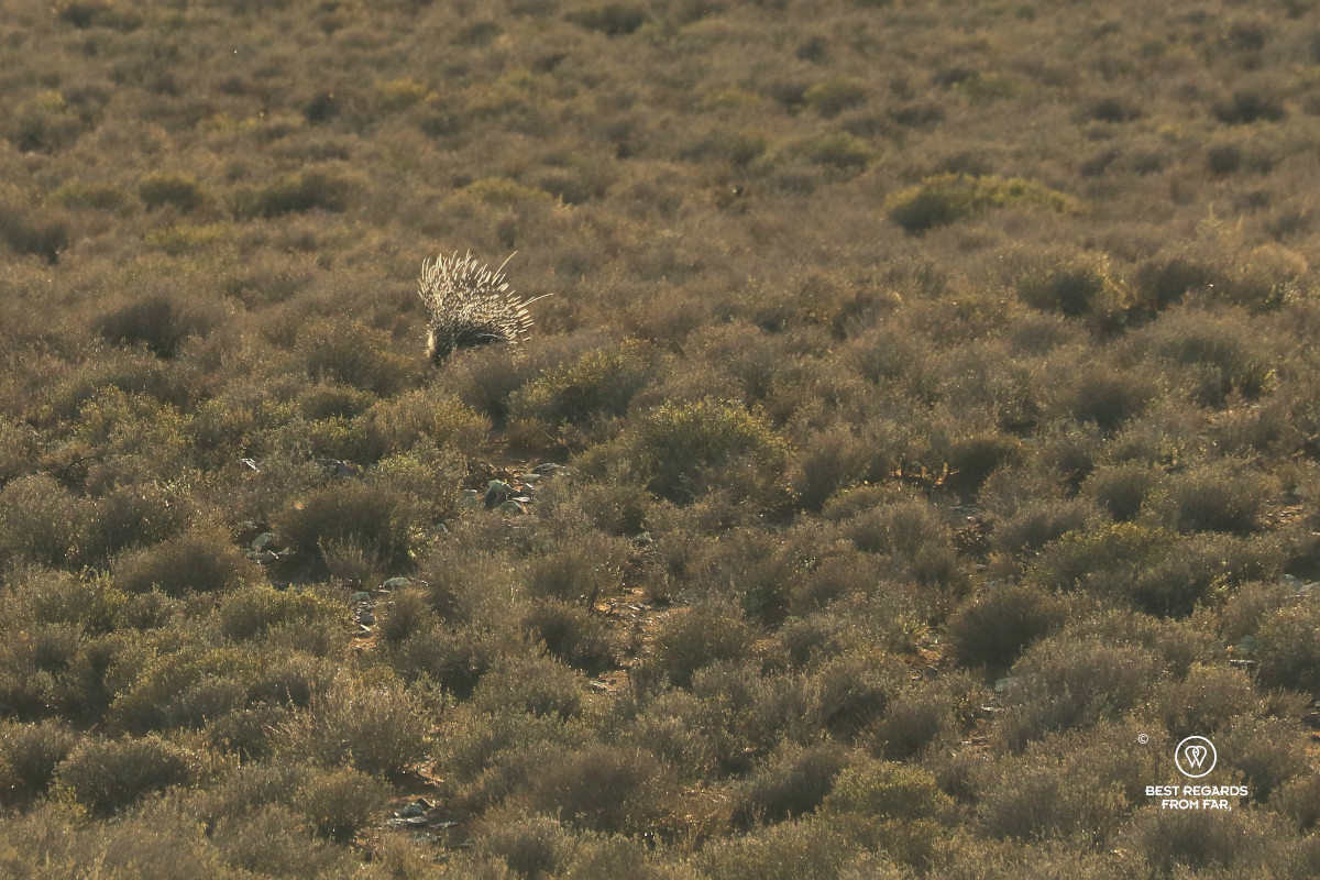 Porcupine in the wild.