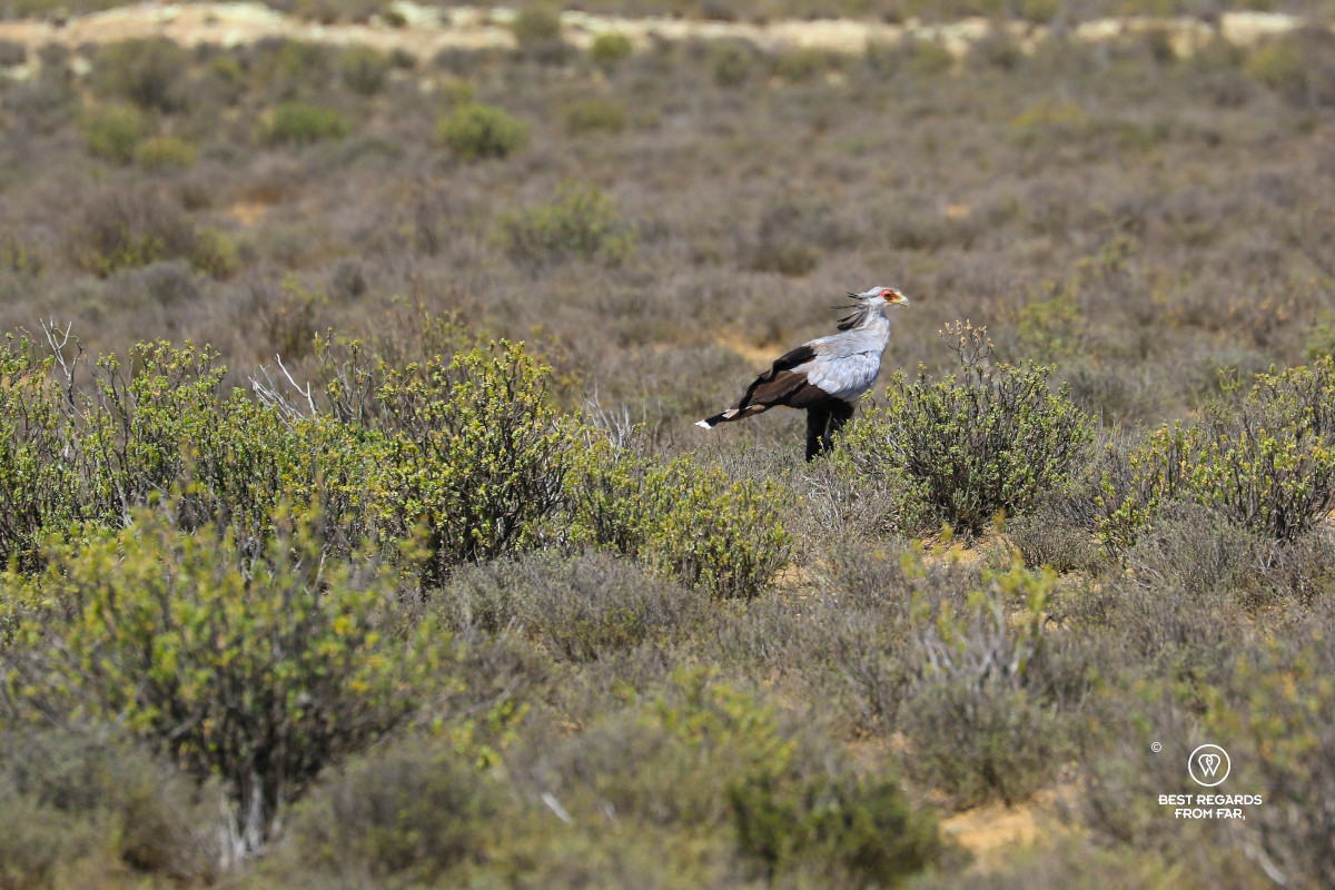 Secretary Bird in the wild.
