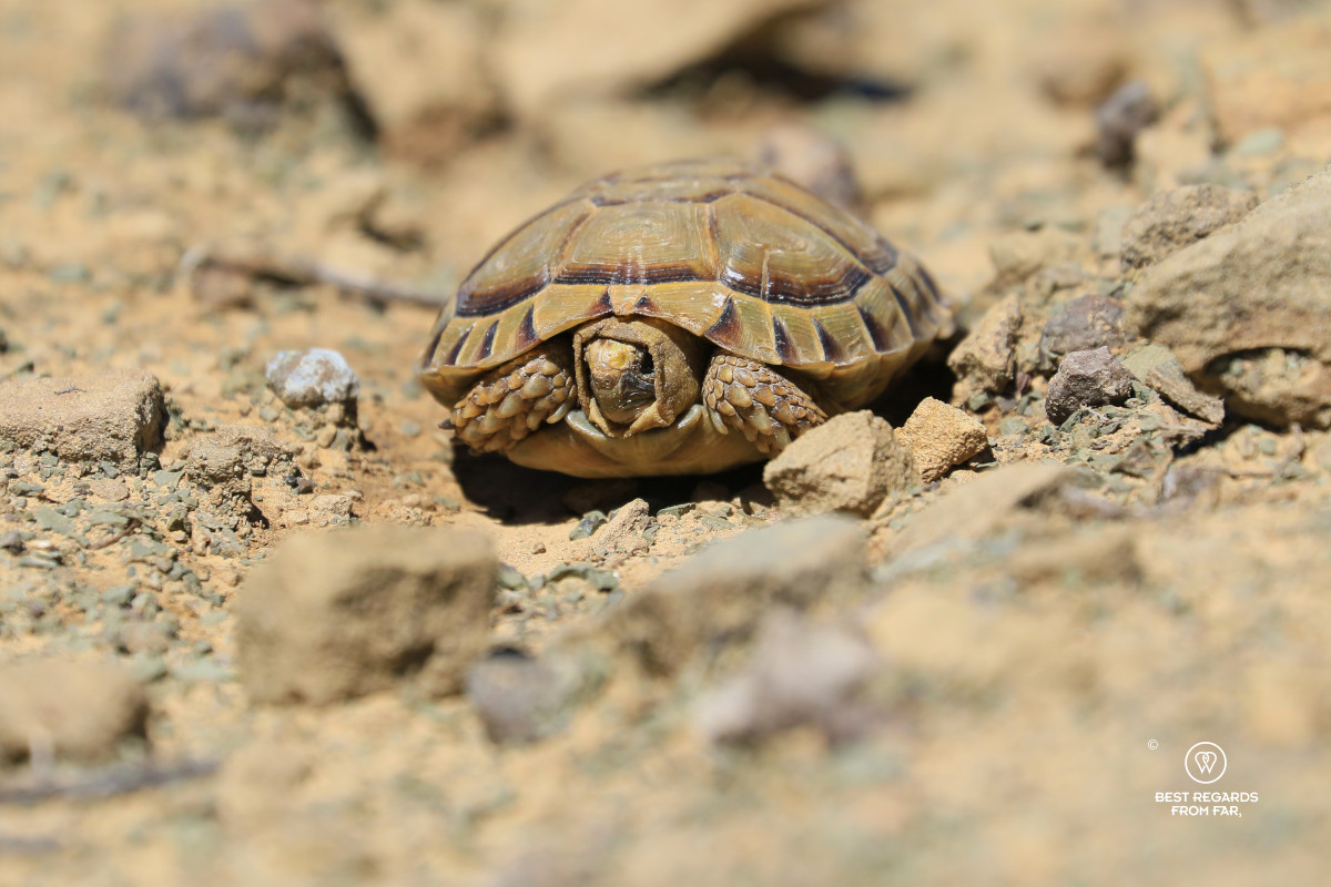 Tortoise in the wild.