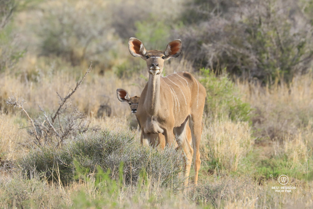 Greater kudu and young one.
