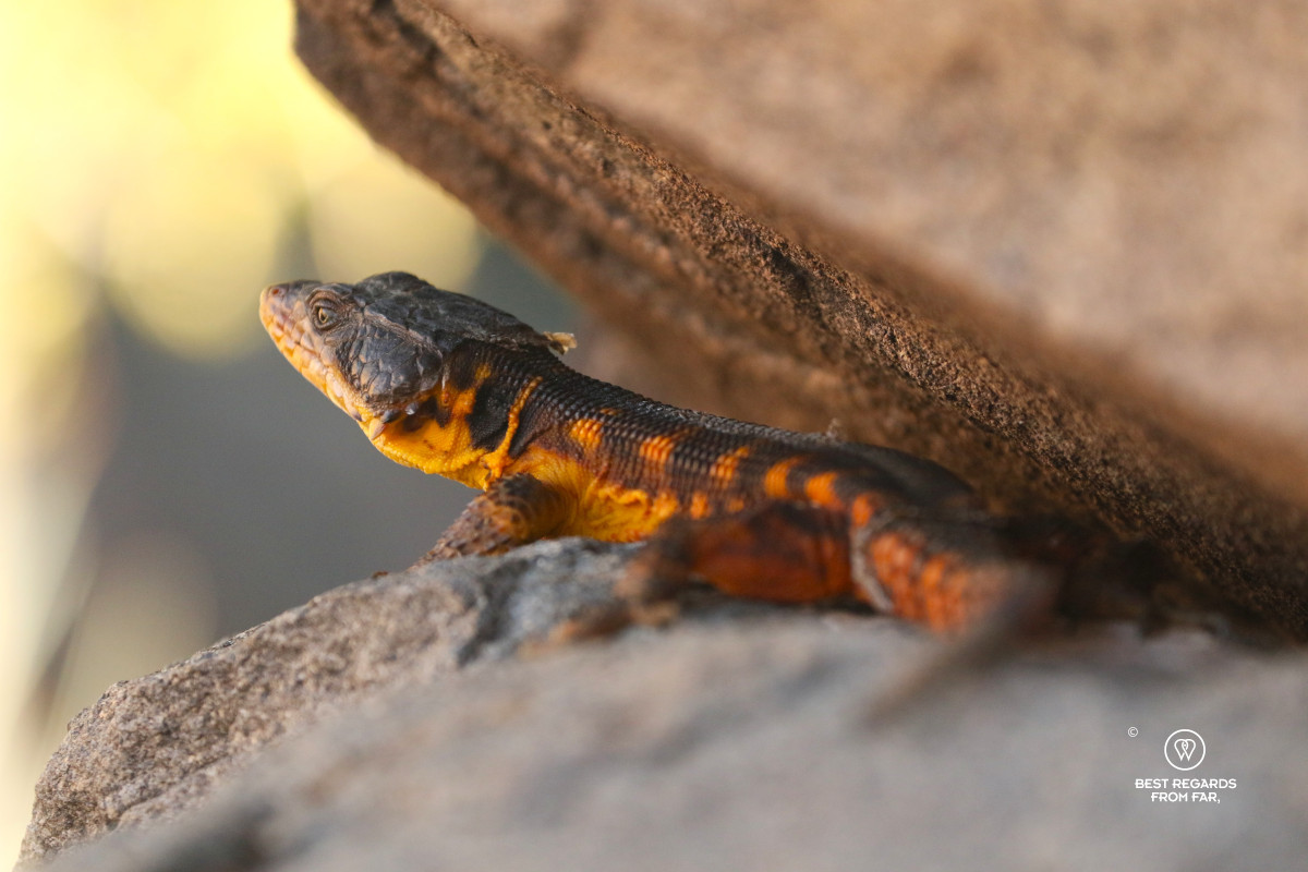 Black and yellow Karoo lizard under a stone.