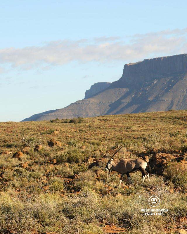 Oryx Gemsbok in the Karoo National Park.