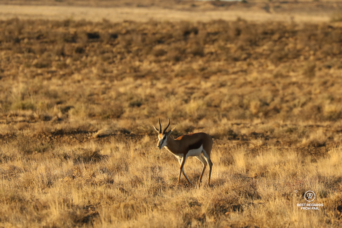 Springbok in the wild.