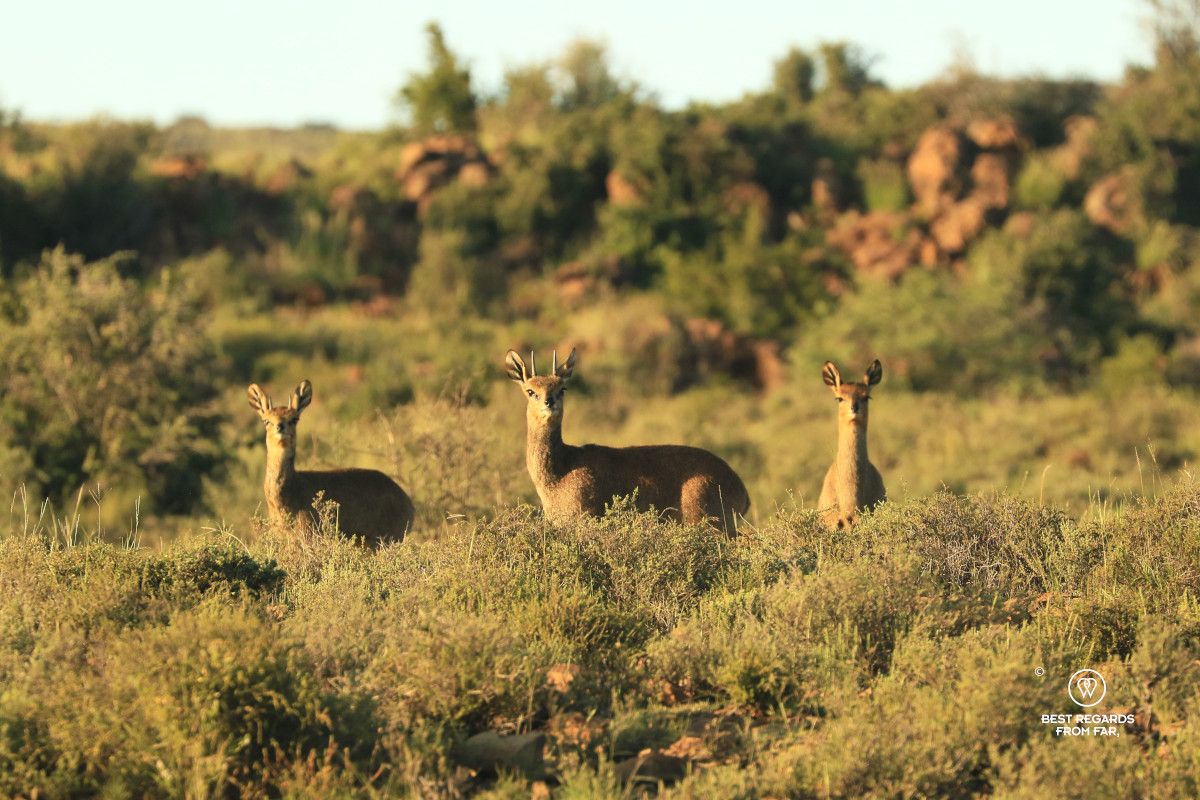 Klipspringer family in the Karoo NP.