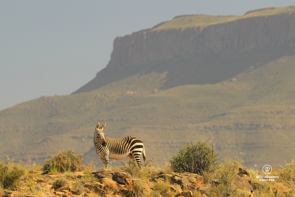 Mountain Zebra in the Karoo NP.