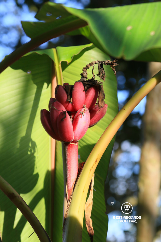 Small bananas growing on a banana tree in the morning light.