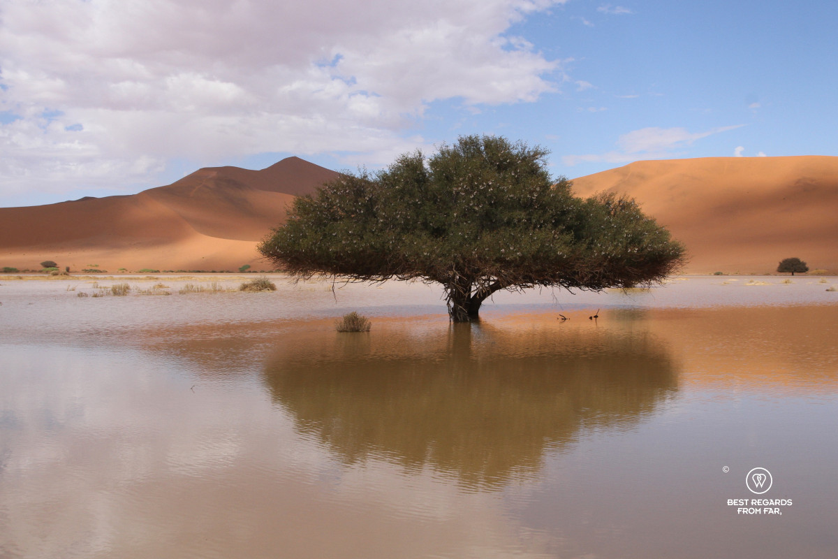 Big Daddy sand dune with a rare water puddle in the foreground.