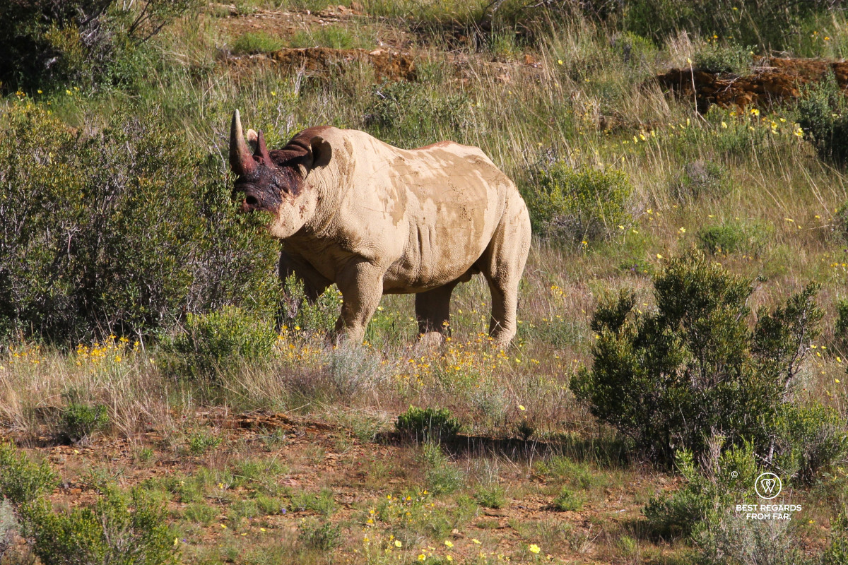 Black rhino after a fight.