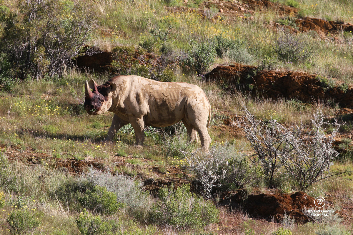 Black rhino after a fight.