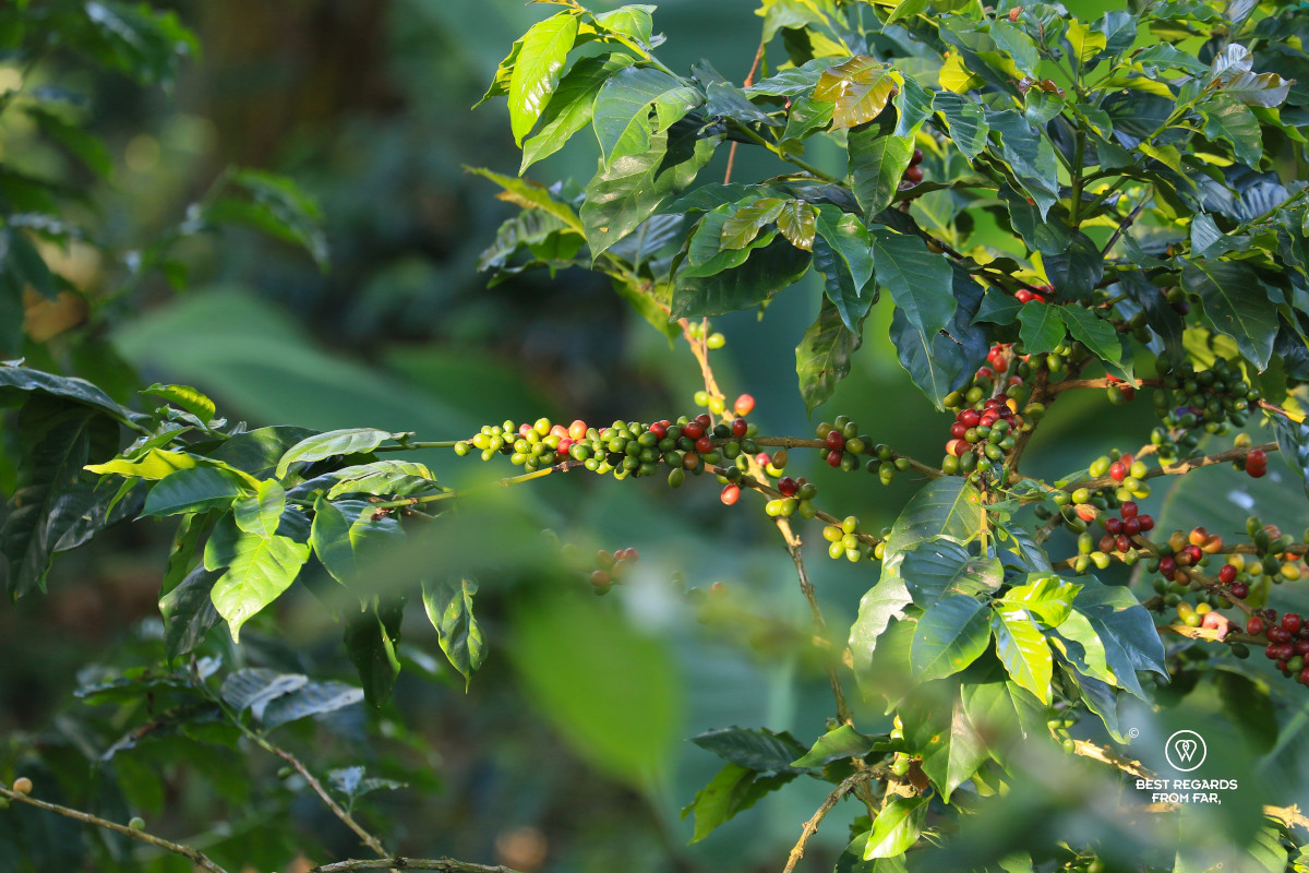 Mix of green and red coffee cherries on a coffee bush in the sun.