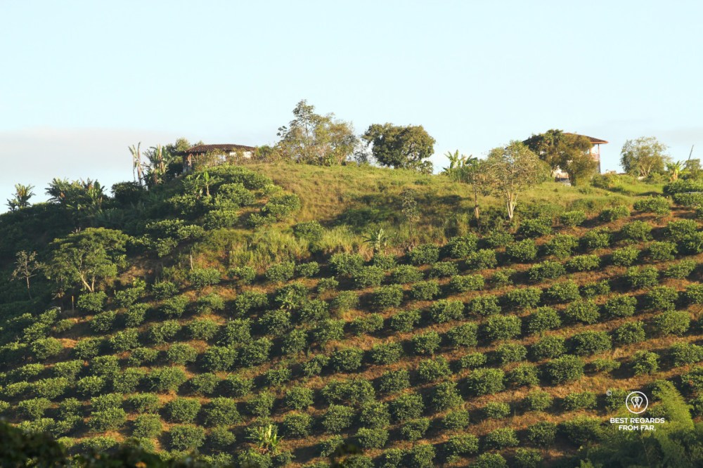Steep slope covered in rows of coffee bushes in the sun.
