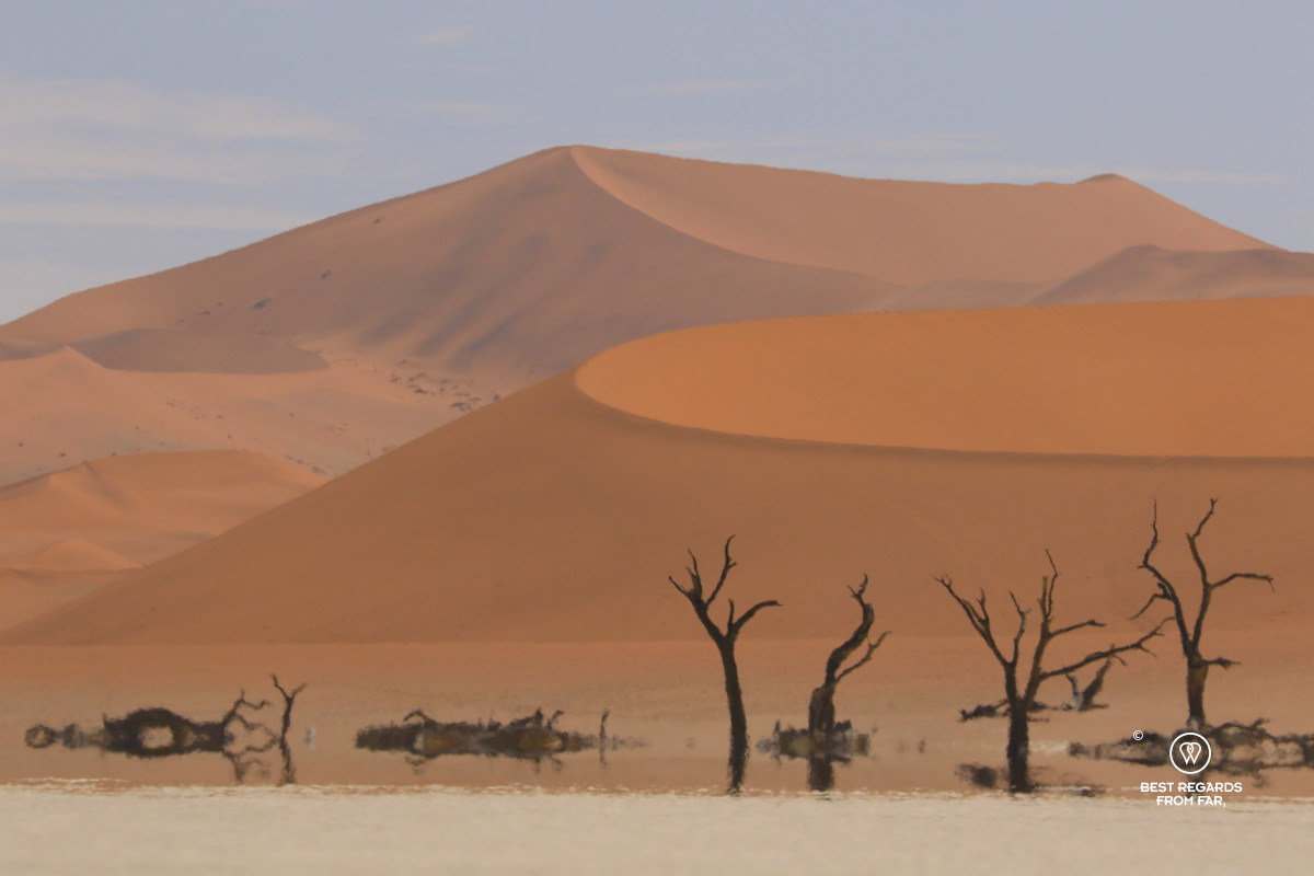 Trees of the Deadvlei with a mirage and red dunes in the background.
