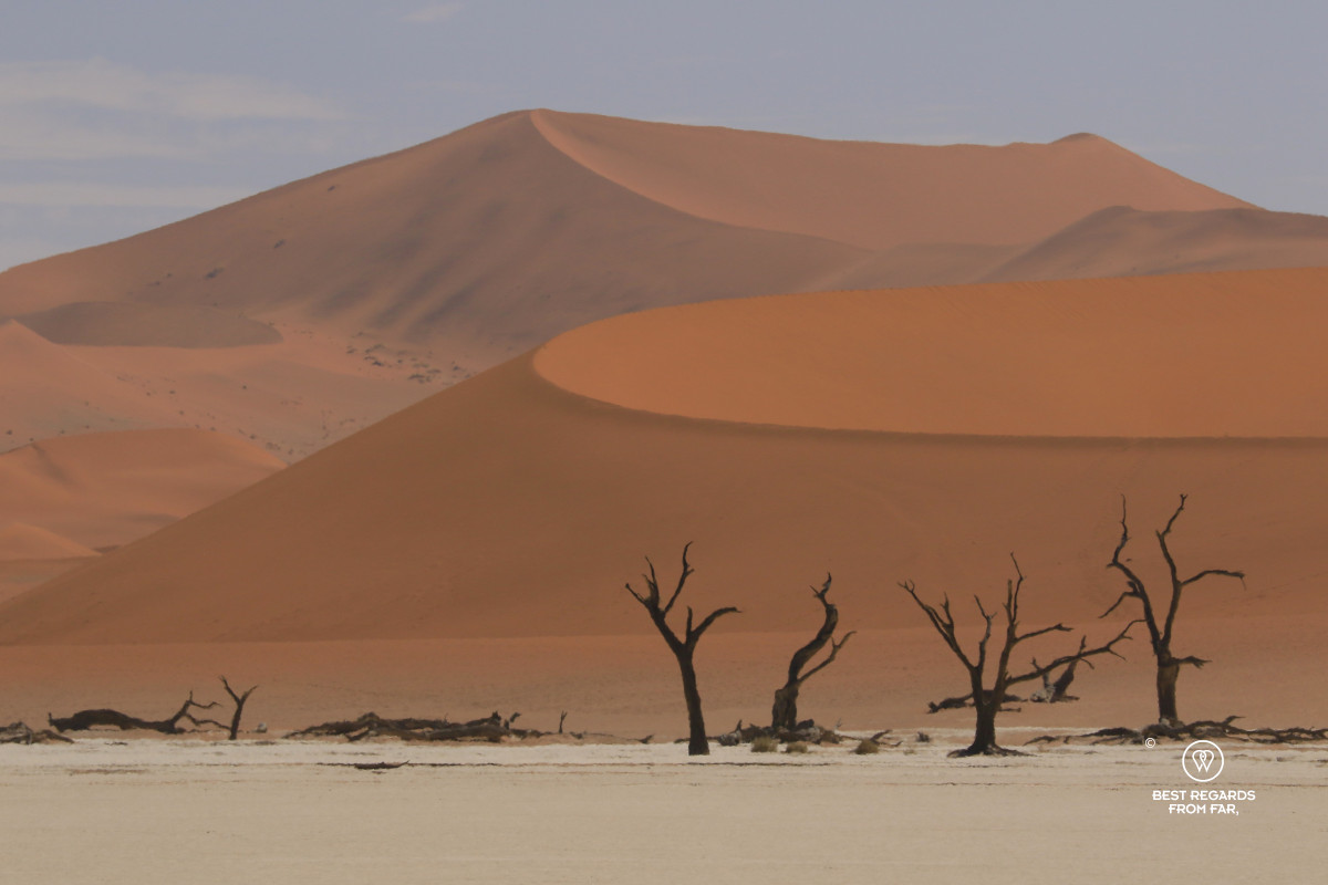 Dead trees in the foreground with red dunes towering over them behind.