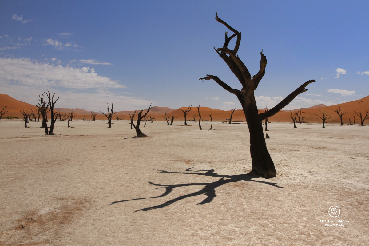 Dead tree leaning to the right casting a shadow on white soil that was once flooded.