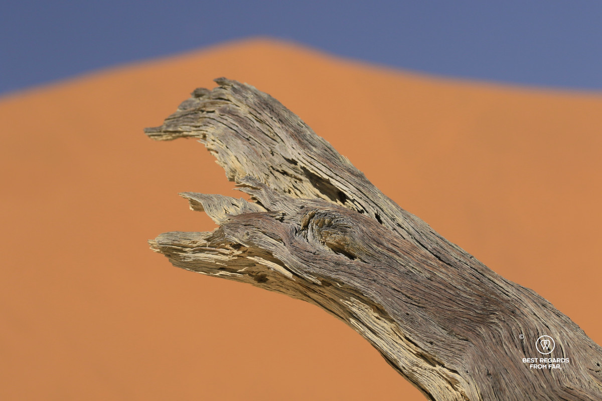 Close-up of a dead tree and red dune in the background.