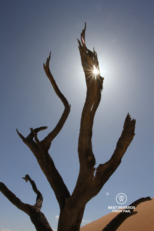 Sun rays peeping through an opening of a dead tree.