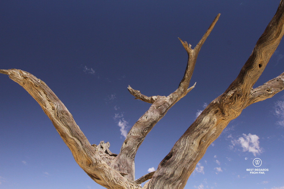Close-up of the texture of a dead tree with blue skies.
