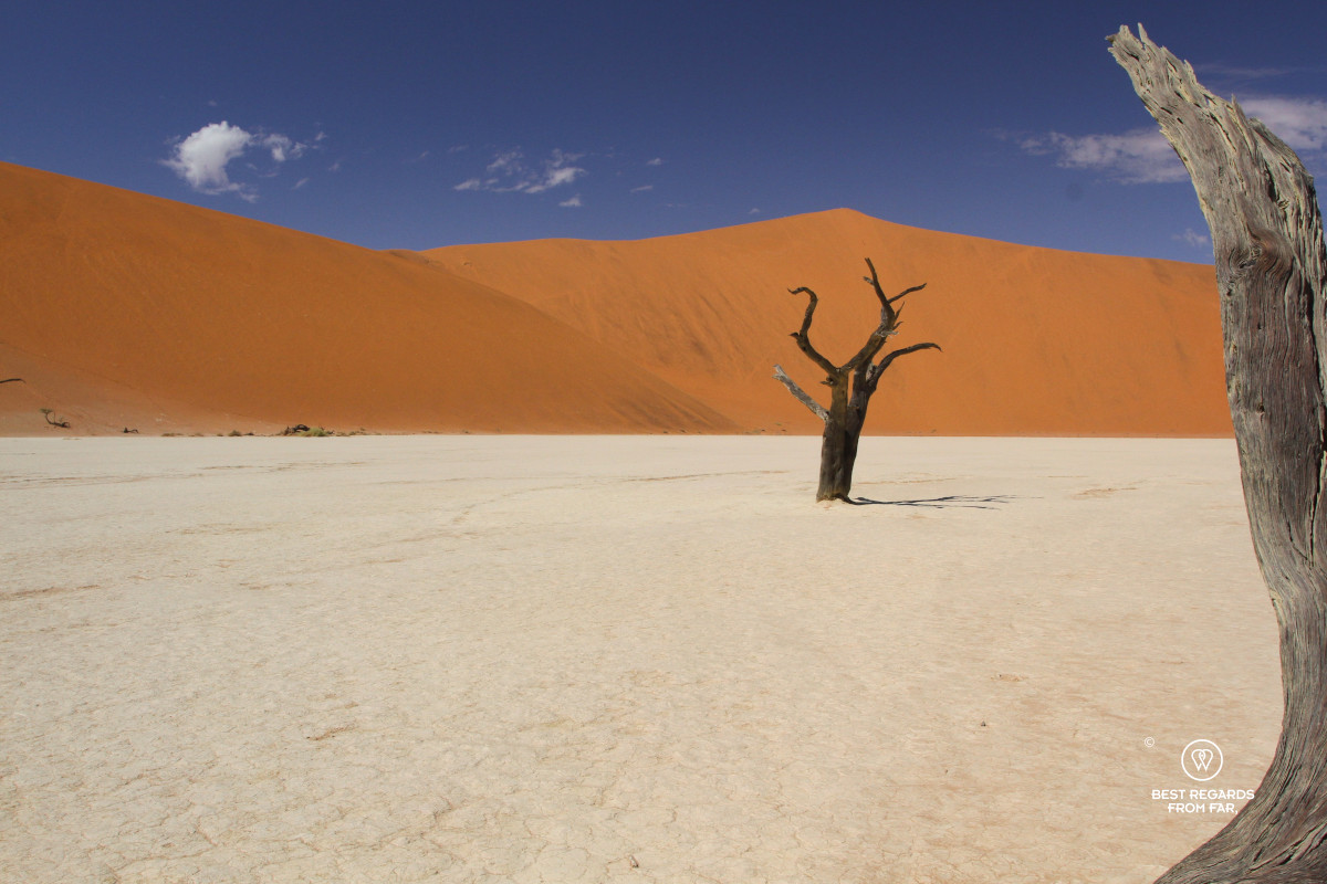 Dead trees and red dunes contrasting with deep blue skies.
