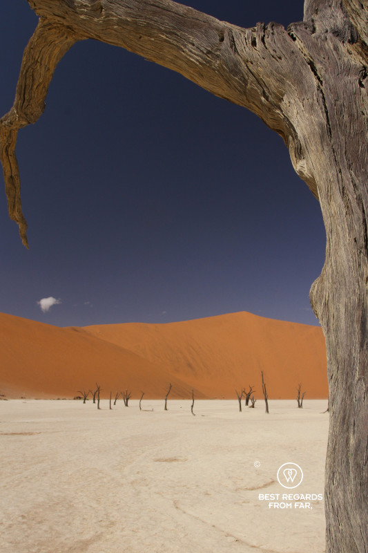 Dead trees in the distant with a red dune in the background framed by a dead tree in the foreground.